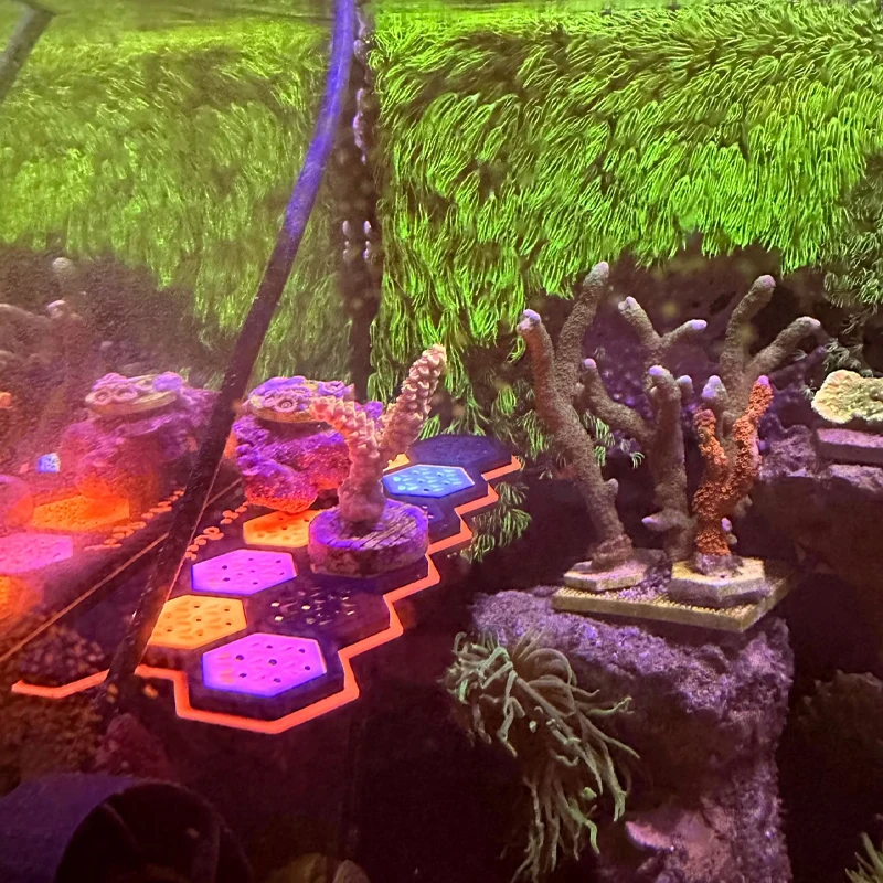 Aquarium Fluorescent Magnetic  - огляд і ціна Coral Frag Plug
